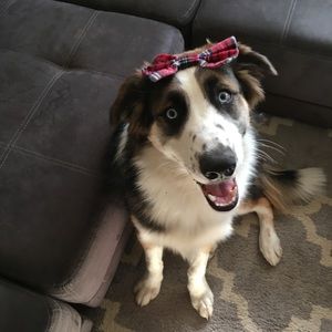 Meet your Posher, Brigid